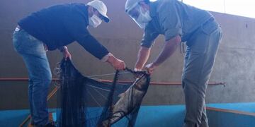Pesca iniciada en Semana Santa en estanques de Misiones donde se crían ejemplares de sábalo, pacú, carpas y otros\u002E (Min\u002E Agro)