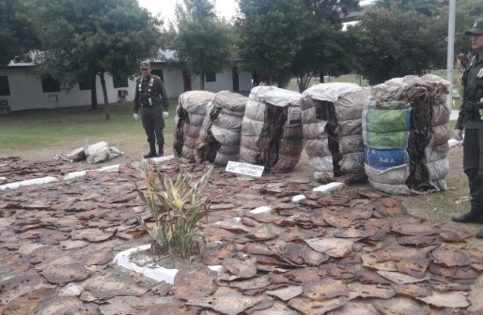 Gendarmería incautó más de siete mil pieles de iguana en el peaje de General Lagos