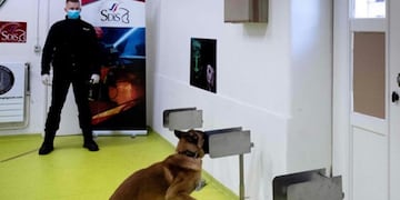 Los conos con los que los perros entrenan el olfato (Escuela nacional de veterinaria de Alfort)