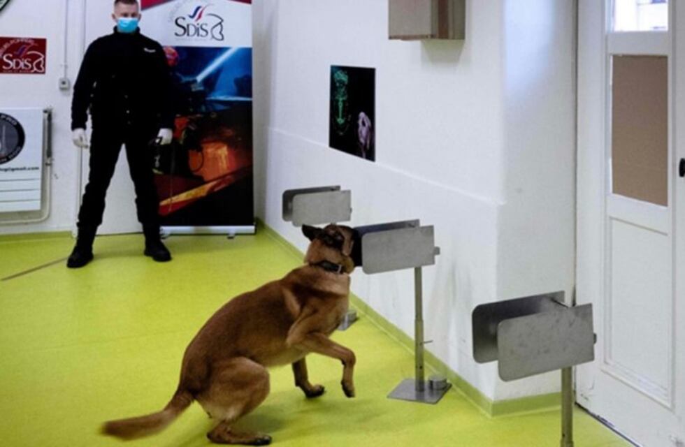 Coronavirus: así trabaja la UBA en el adiestramiento de perros para que detecten a infectados