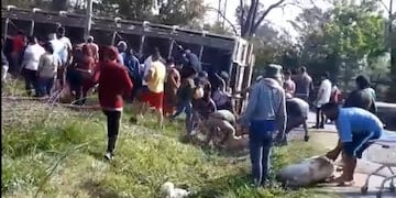 Volcó un camión con cerdos en Pilar y la gente los carneó en la calle