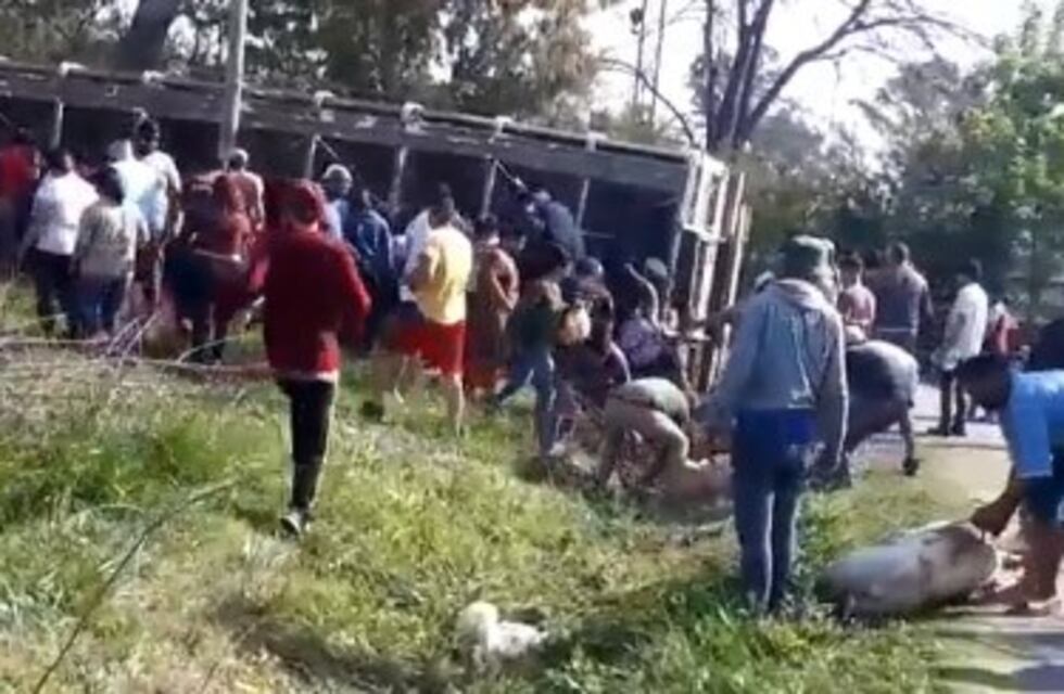 Volcó un camión con cerdos en Pilar y la gente los carneó en la calle