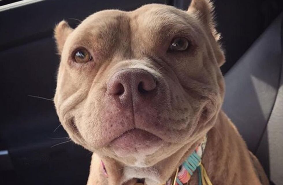 Razas de perro "potencialmente peligrosas": trabajan en un proyecto para colocarles un chip