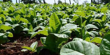 Tabaco en Misiones\u002E