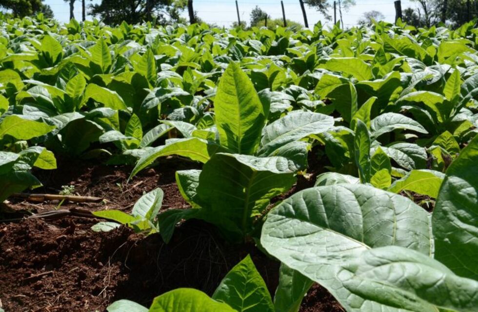 Inscriben hasta el viernes en el padrón de productores tabacaleros