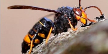 Avispas mataron a un hombre en Esquina Corrientes\u002E