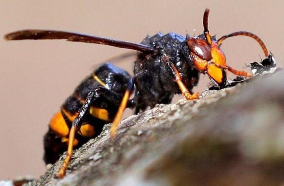 Murió por un ataque de avispas