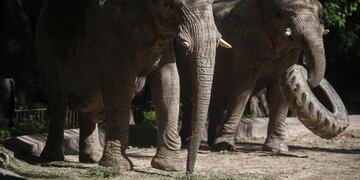 Asian elephants Pupi (R) and Kuki are pictured at Buenos Aires zoo on November 24, 2016\u002E\r\nAfter the unprecedented case of Sandra the orangutan whose rights were recognised by a court, now three elephants from the Buenos Aires' Zoo will have their own lawyers sponsored by an NGO for alleged 'animal abuse'\u002E / AFP PHOTO / EITAN ABRAMOVICH ciudad de buenos aires elefantes del ex zoologico de la ciudad eco parque animales elefantes traslado