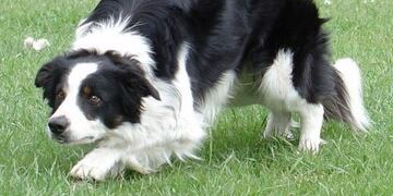 Un hombre condenado por matar a una perra en Zavalla\u002E (Archivo)