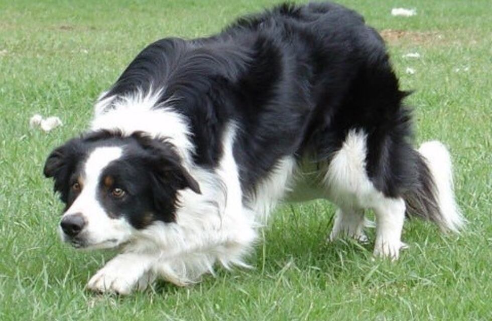 Mató a balazos a la perra de su vecino por revolverle la basura y la tiró a un contenedor