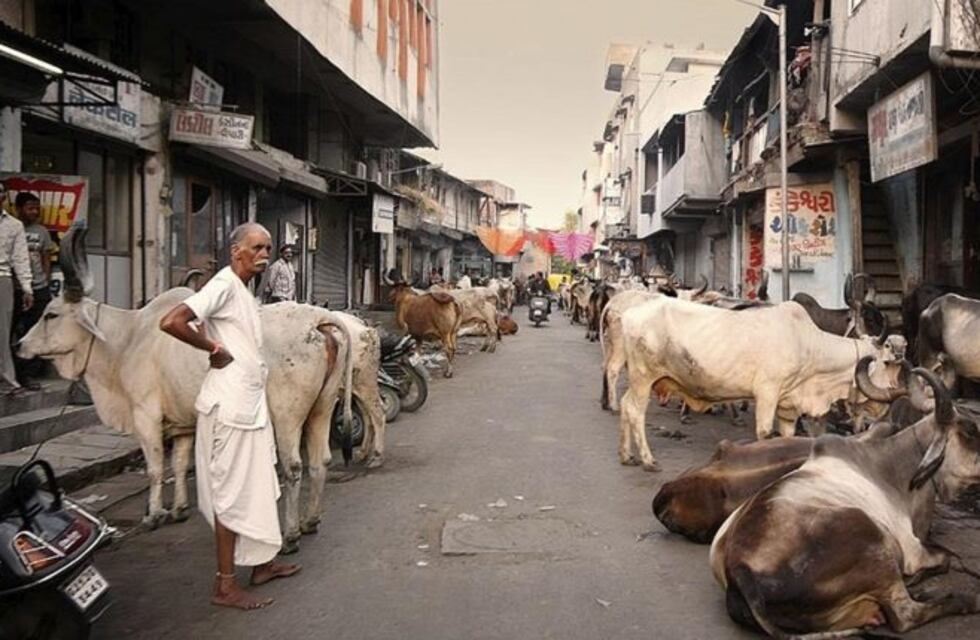 Un turista argentino murió atacado por un toro en la India