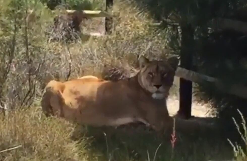 Baguira, la leona que nació en la Rioja, vivió en una jaula y hoy es libre en Sudáfrica
