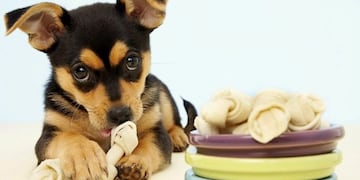 Cuidado de mascotas y tendencia responsable\u002E