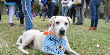 Adopción de mascotas en Salta\u002E (Web)