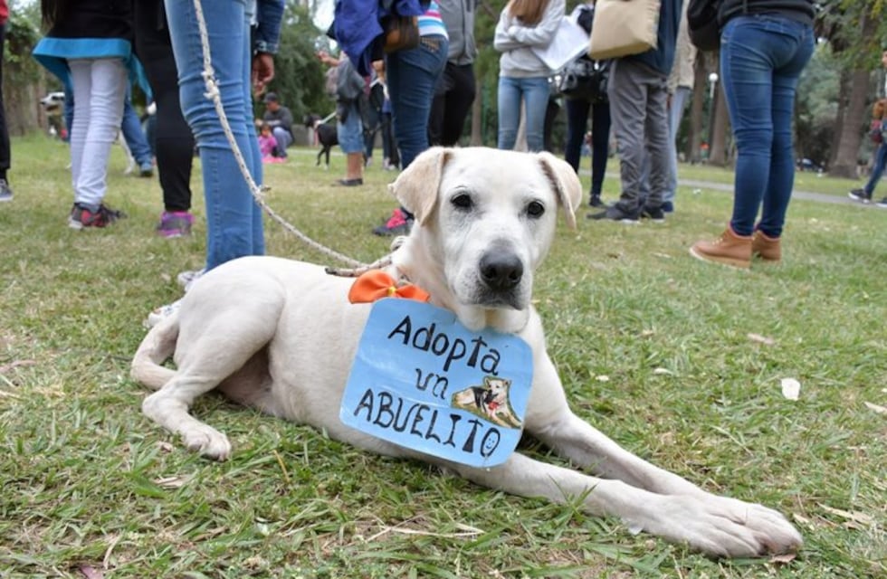 Jornada de adopción de mascotas para celebrar el Día del Niño en Alta Gracia
