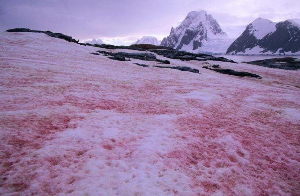Base de la Antártida aparece cubierta por nieve rosa, sería de origen natural