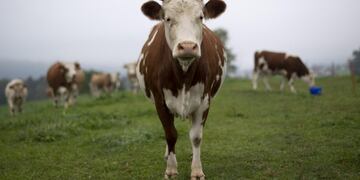 Los activistas que respaldaban el SÍ argumentaban que cortar los cuernos a los animales les produce dolor y que las vacas con cuernos están más sanas y felices GE003611 EABS\u002E Algetshausen (Switzerland), 04/10/2018\u002E- (FILE) A cow on the meadow in Algetshausen, Switzerland, 04 October 2018 (issued 25 November 2018)\u002E Swiss voters will decide on Sunday 25 November about the cow horn initiative in a nationwide referendum\u002E (Suiza) EFE/EPA/GIAN EHRENZELLER suiza suizos votaron que las vacas no deben tener cuernos Animales con derechos suizos rechazaron este domingo en referéndum que las vacas y cabras tengan cuernos