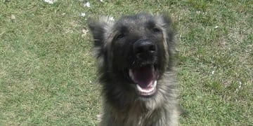 Goku, cuando gozaba de buena salud\u002E (web)