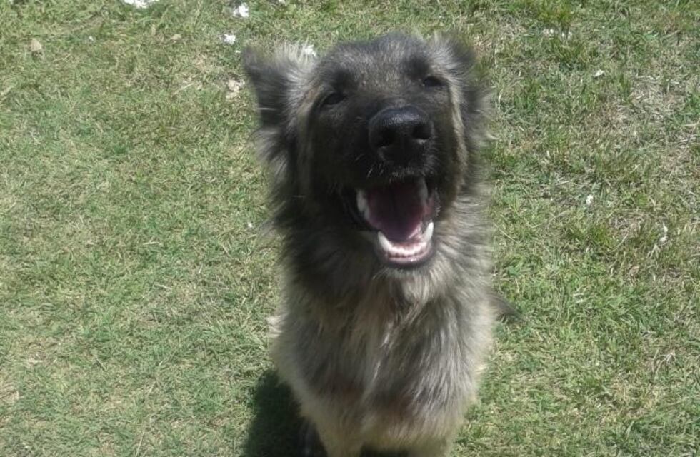 Convocan a una movilización pidiendo justicia por Goku