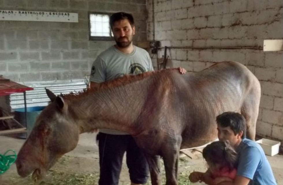 Se recupera Pancho, el caballo que se quemó en un incendio