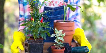 Jardín (Ilustrativa - 123RF)