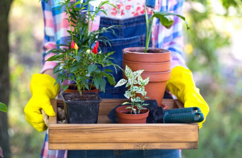 Plantas movedizas: ¿cómo trasplantarlas sin que sufran las raíces?