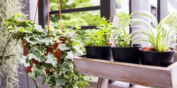 Una pequeña selva interior