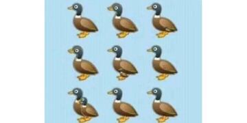 desafio viral cuantos patos hay (Web)