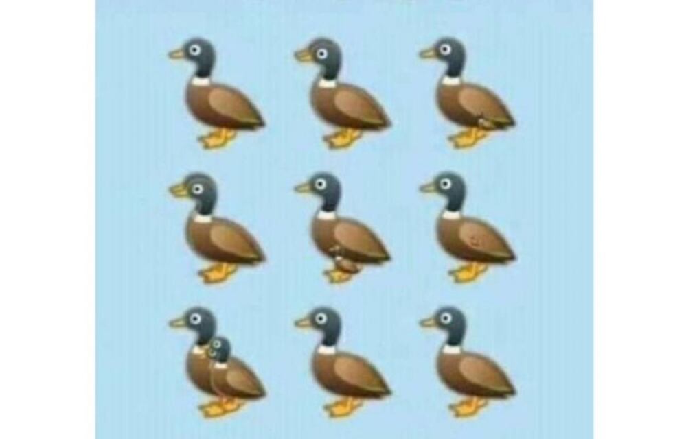 Nuevo desafío viral: ¿cuántos patos se pueden contar en la imagen?