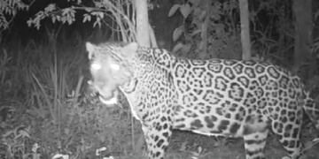 Descubrieron a una yaguareté preñada del lado brasileño del Parque Iguazú\u002E