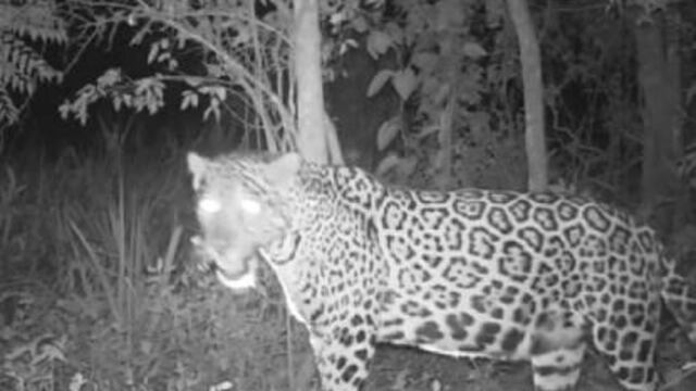 Descubrieron a una yaguareté preñada del lado brasileño del Parque Iguazú\u002E