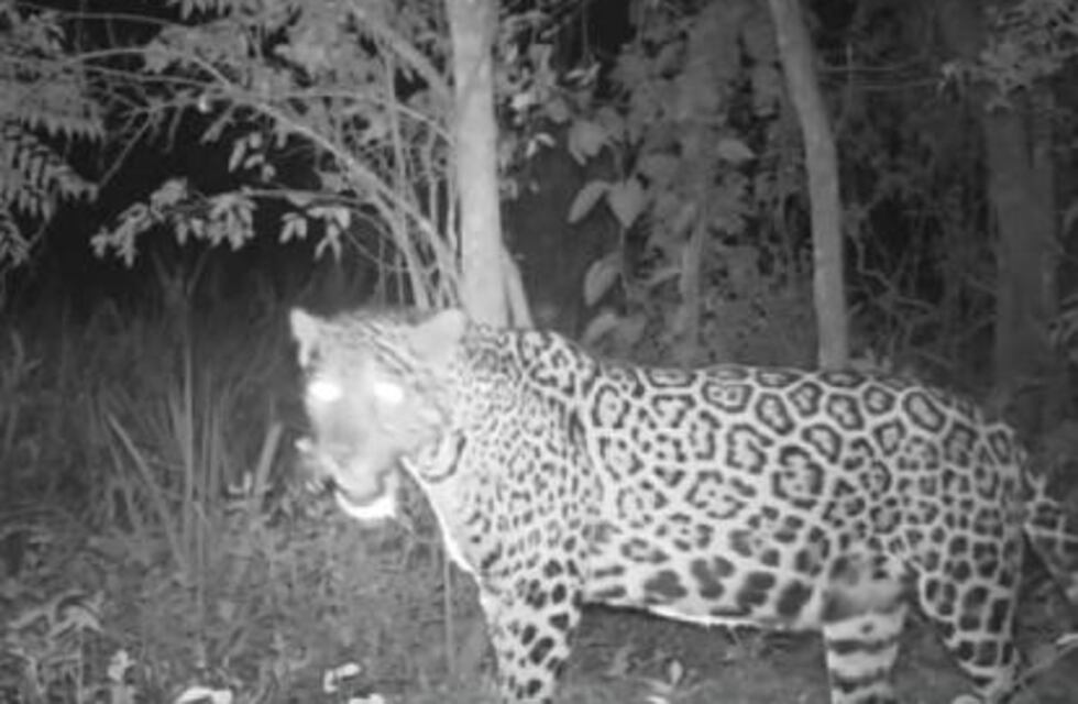 Filmaron a una yaguareté preñada en el lado brasileño del Parque Iguazú