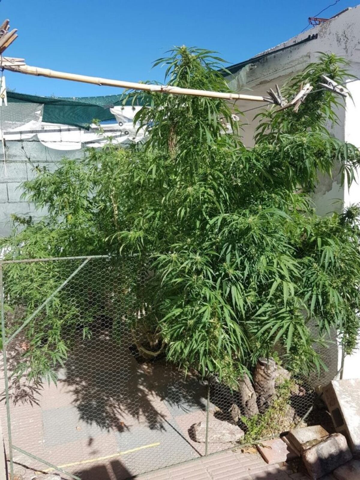 Secuestran marihuana en sampacho