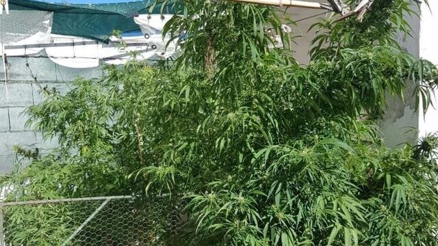 Secuestran marihuana en sampacho