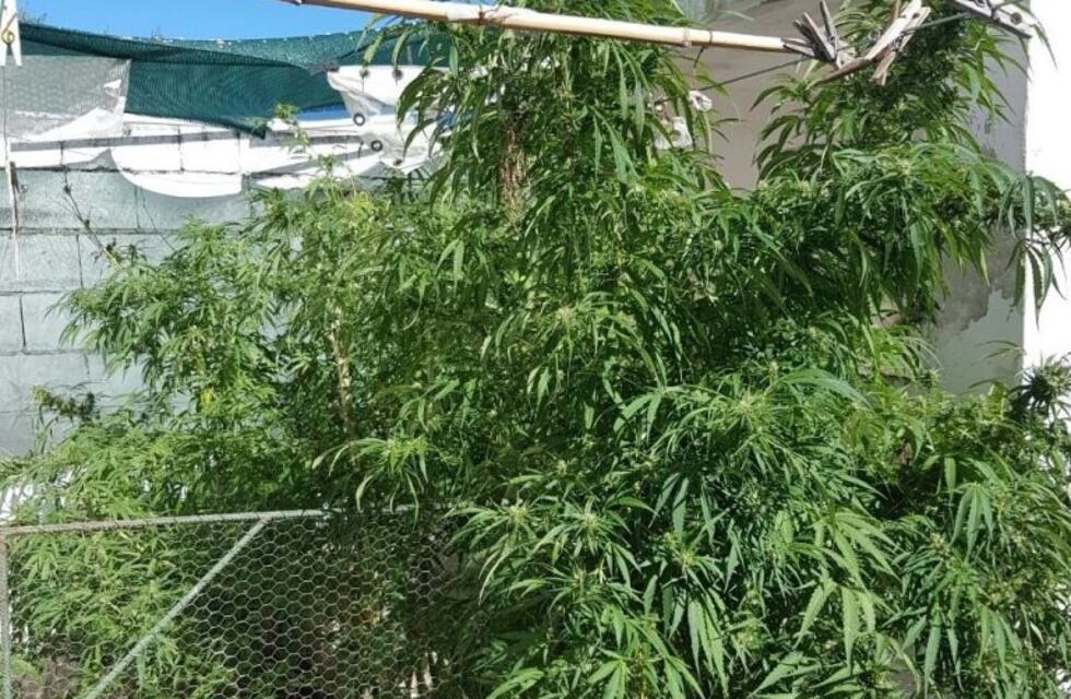 Secuestran plantas de marihuana en Sampacho