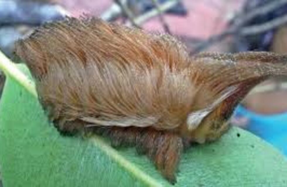 Montecarlo: ya son quince los afectados por la oruga pollo