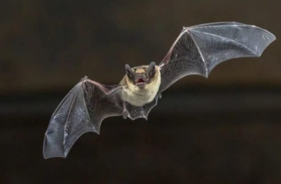 Rabia en Colonia Caroya: detectaron el virus en un Murciélago
