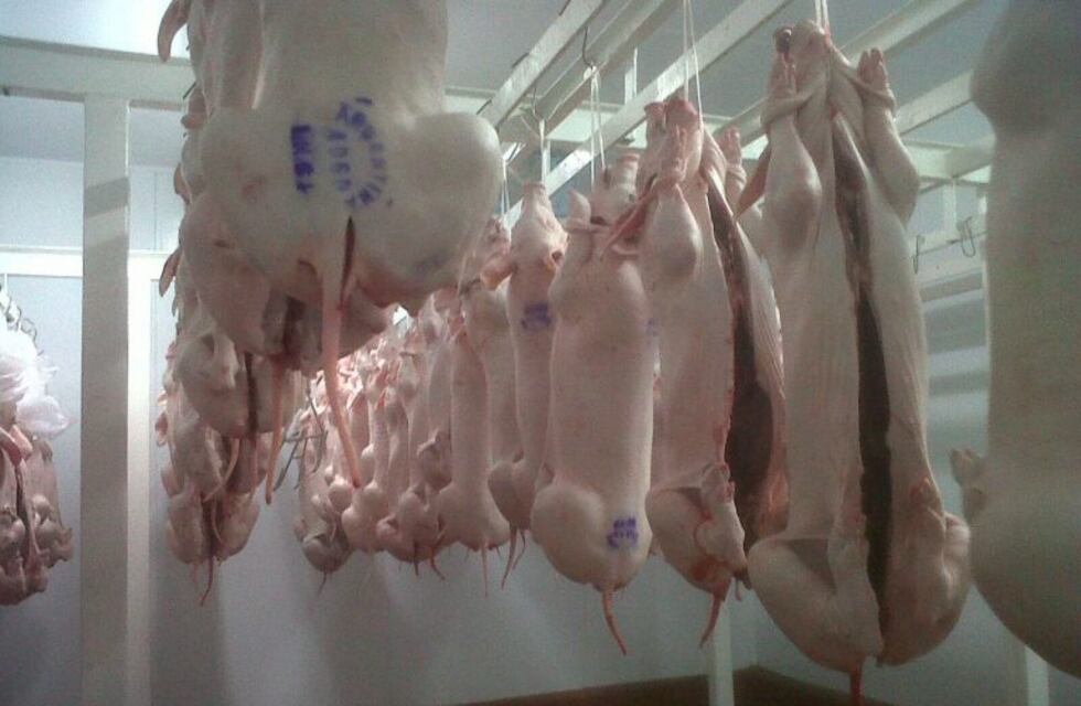 Clausuran dos frigoríficos del parque industrial por problemas con los efluentes