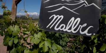 la superficie total de viu00f1edos en la Argentina hoy alcanza las 224.260 hectu00e1reas, con una tasa de variaciu00f3n de apenas 8% en los u00faltimos 14 au00f1os.