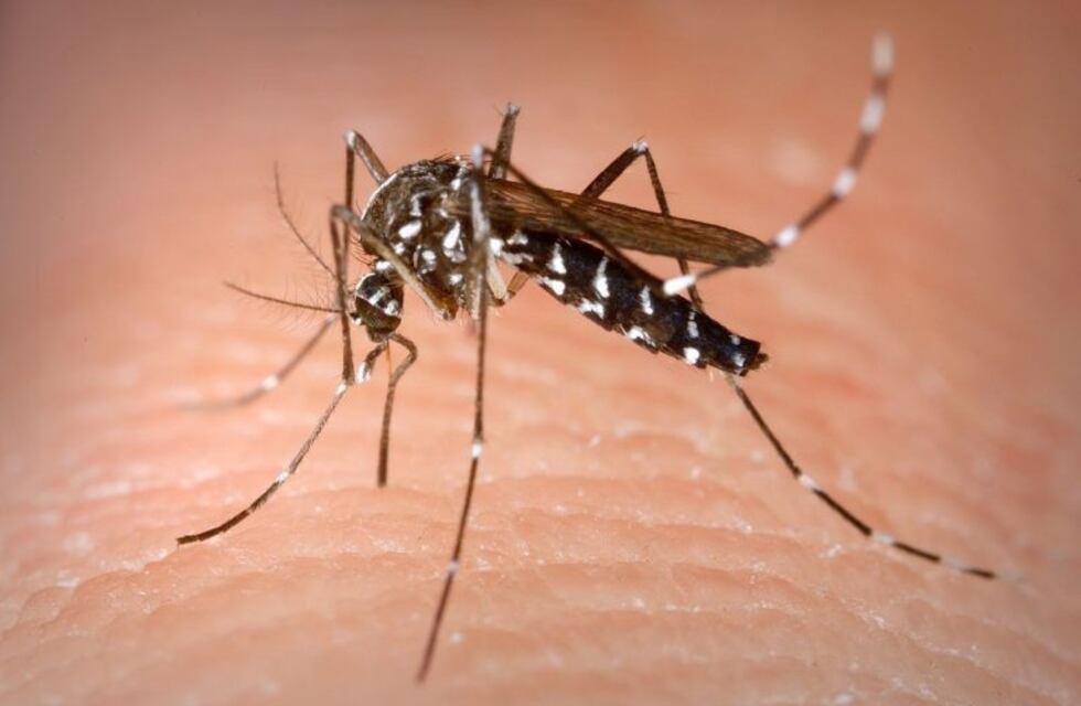 Se confirmó un caso de dengue en Balnearia