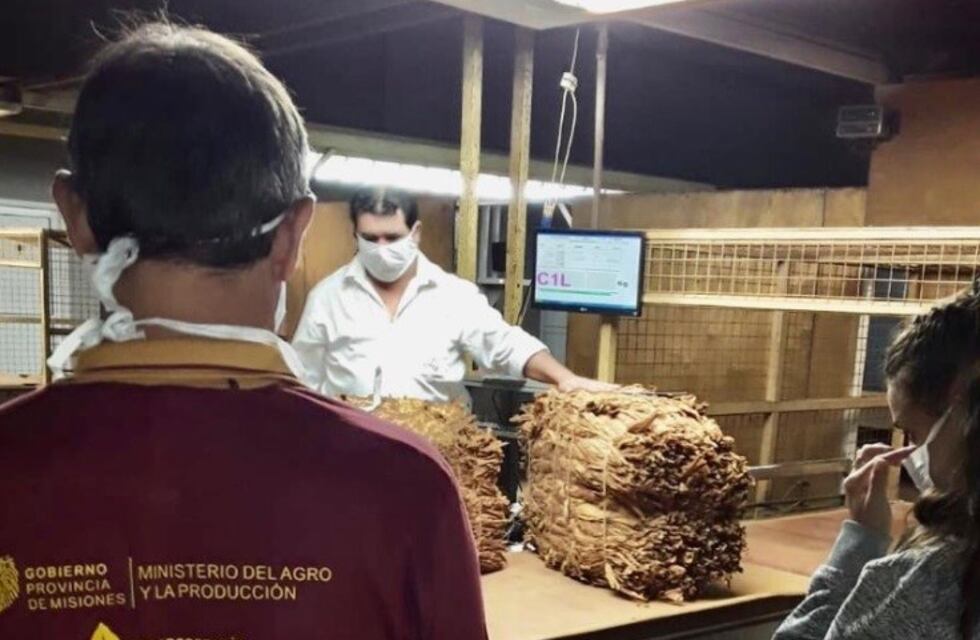 El tabaco inyecta más de $ 235 millones a la economía provincial