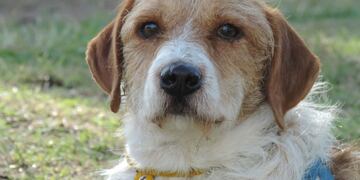 Argos, un perrito ya viejo y adulto que fue abandonado y que Patitas de Perros lo ofrece en adopción\u002E (Patitas de Perro)