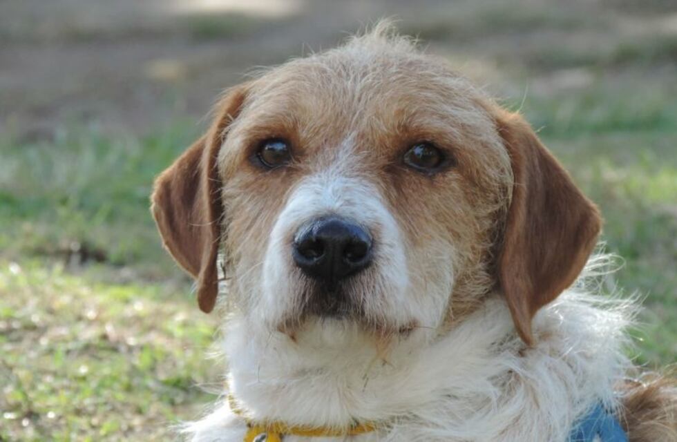 Mi perro se puso viejo: cómo cuidar a tu mascota cuando ya pasan los años
