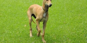 Galgos rescatados de carreras clandestinas