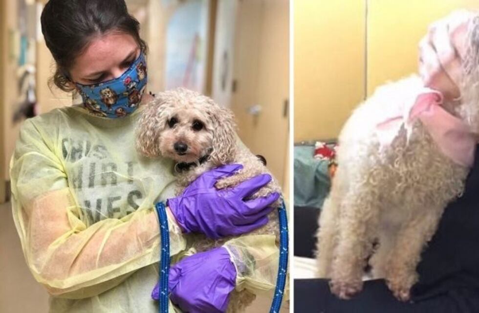 La historia de Che-Che, la perra que quedó huérfana y ahora está en la espera de un nuevo hogar