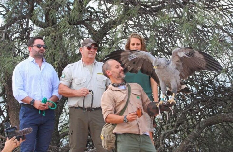 Liberaron un águila coronada que estuvo un año en rehabilitación