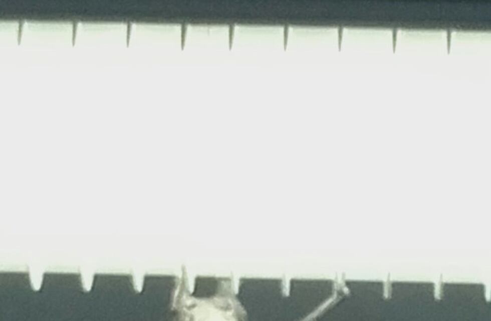 Detectan rabia en un perro y un murciélago en Río Cuarto