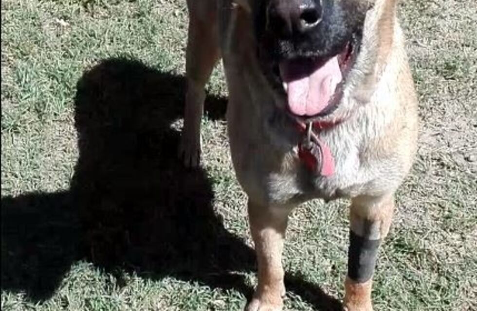 Simón, el perrito mordido por la yarará, ya está en su casa