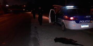 Anisacate: un motociclista chocó a un perro y terminó en el Hospital\u002E