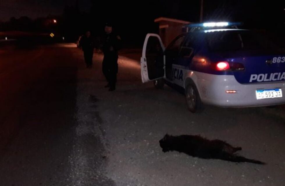 Anisacate: un motociclista chocó a un perro y terminó en el Hospital